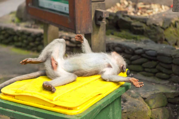 Maimuța Doarme Întinsă Spate Cutia Gunoi Odihnă Timpul Zilei — Fotografie, imagine de stoc