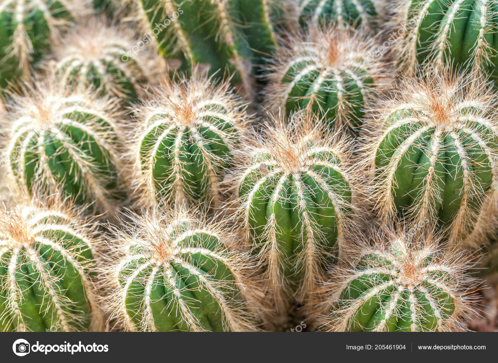 緑のふわふわサボテンのクローズ アップのグループ 砂漠の植物ゴールデン バレル サボテン エキノカクタス Grusonii 無料のストック写真 C Nikol85 緑のふわふわサボテンのクローズ アップのグループ 砂漠の植物ゴールデン バレル サボテン エキノカクタス Grusonii 無料のストック写真 C Nikol85