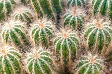 Yeşil kabarık kaktüs, closeup grubudur. Çöl bitkileri altın varil kaktüs, Echinocactus Grusonii planı