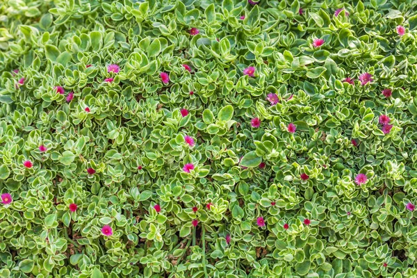 Tapete Plantas Floridas Naturais Grama Com Folhas Pequenas Fundo Floral — Fotografia de Stock