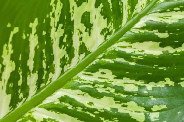 Bir büyük tropikal yaprak yeşil beyaz noktalar ile dokusuna makro. Doğa arka plan bakış.