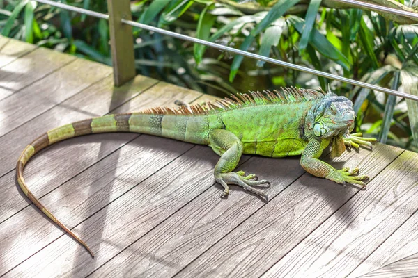 Yeşil Gülümseyen Büyük Iguana Bir Hayvanat Bahçesi Parkta Ahşap Bir — Stok fotoğraf
