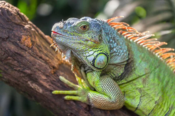Zöld Nagy Iguana Egy Ága Egy Trópusi Erdőben Fekszik Sütkérezve — Stock Fotó