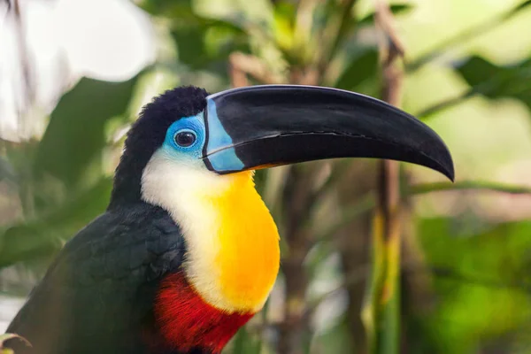 Exotic Beautiful Big Black Toucan Black Beak Yellow Breast Blue — Free Stock Photo