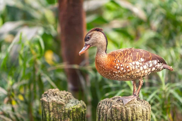 Whistling Ducks Tree Ducks Brown Color White Spots Standing Stump — Free Stock Photo