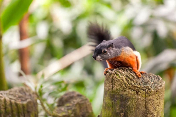 Veverița Prevostului Asiatic Tricolor Stă Ciot Într Pădure Tropicală Uită — Fotografie, imagine de stoc