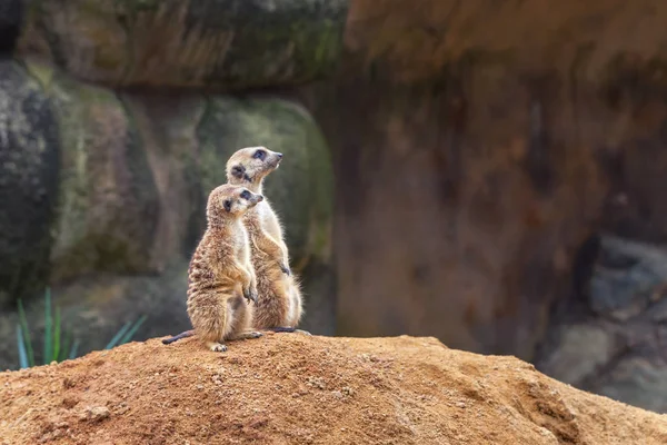 Dois Meerkats Curiosos Bonitos Estão Suas Pernas Traseiras Uma Colina — Fotos gratuitas