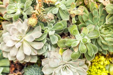 Bahçede kaktüsler agav sulu bitkilerin çeşitliliği, closeup.