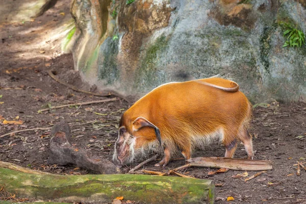 Red river hog in wildlife. African wild animal.