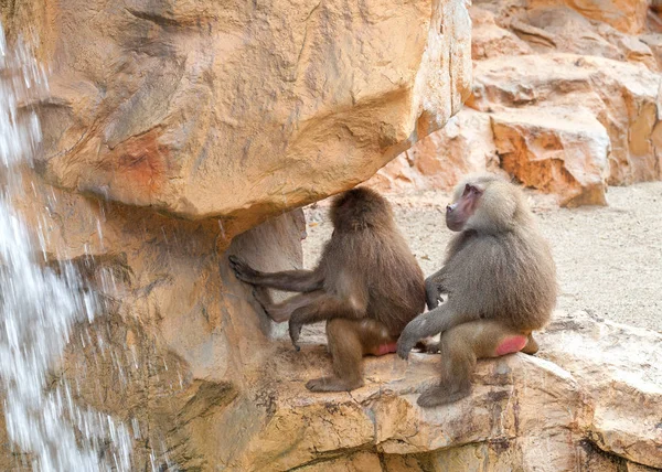 Două hamadryas babuin stând pe o piatră lângă cascadă . — Fotografie, imagine de stoc
