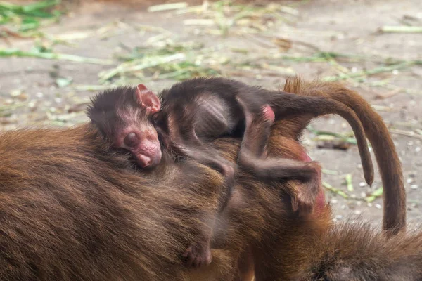 Copil mic de hamadryas babuin dormind pe spate maimuță mama lui . — Fotografie, imagine de stoc