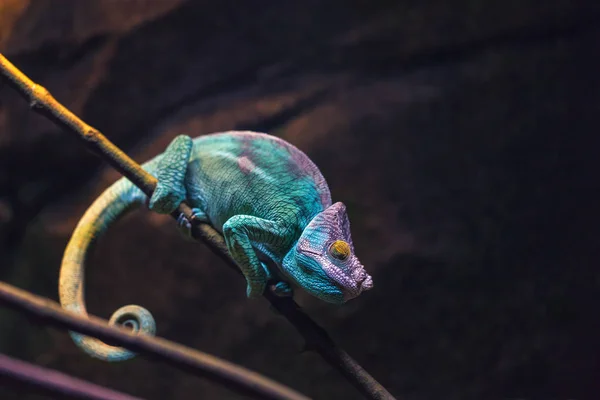 Colorful chameleon turquoise color sleeping on a branch. — Free Stock Photo