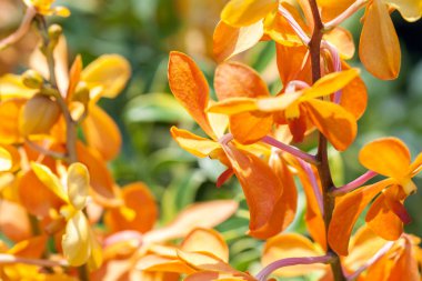 Turuncu orkide, makro çiçekli egzotik çiçekler.