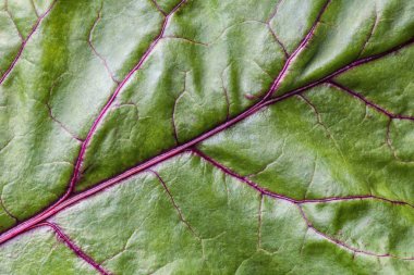 Doku, makro ile yeşil yaprak arka plan. Doğa yapısı ile soyut zemin.