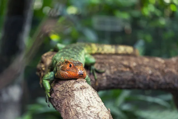 큰 파충류 녹색 도마뱀은 나무에 휴식과 일광욕을. — 스톡 사진
