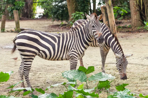 Дві красиві африканські смугасті зебри в пасовищі, дика природа . — Безкоштовне стокове фото