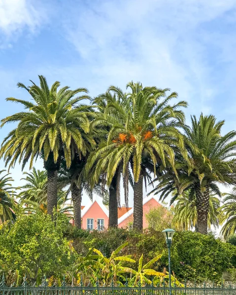 Высокие пальмы в центре города, пейзаж. Крыша розового дома, центр города . — Бесплатное стоковое фото