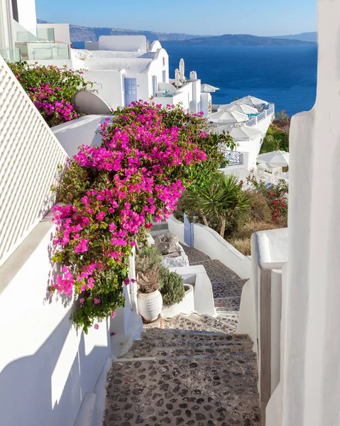 바다, 산토리니, 그리스로 이어지는 분홍색 꽃 부겐빌레아와 그림 같은 꽃 계단. — 스톡 사진