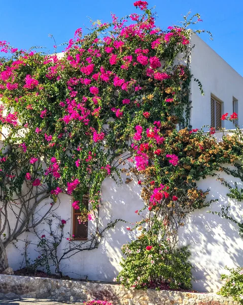 Vit gammal byggnad sammanflätade lila blommor bougainvillea i Santorini, Grekland. — Stockfoto