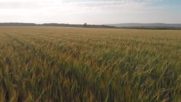 日落时,无人机飞过金色的麦田.谷物收获. — 图库视频影像