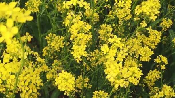 Slow Motion of Honey Bee upptagen med att samla pollen på gula blommor Galium. — Stockvideo