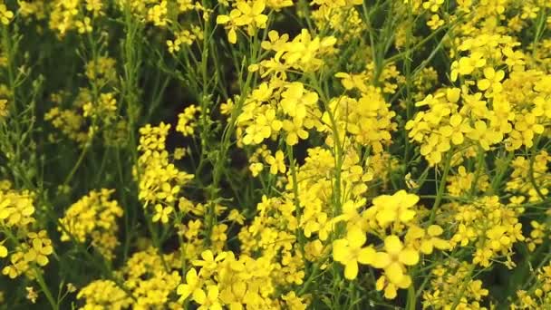 Flores amarillas de miel de colza en flor en un campo, primer plano. Movimiento lento. — Vídeo de stock