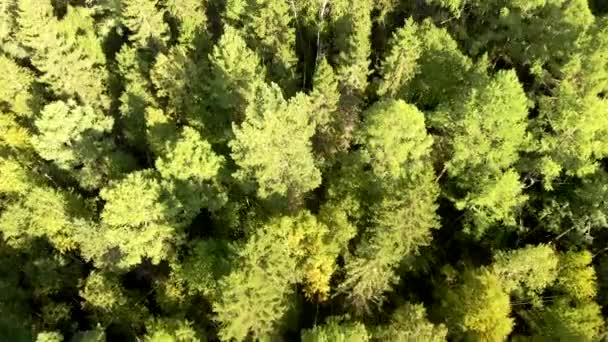 Vuelo aéreo sobre una arboleda verde con abedules. Hermosa vista desde el dron del bosque. — Vídeo de stock