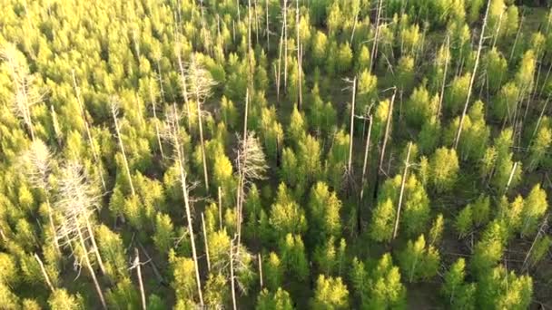 Drohne fliegt über junge Bäume, die am Brandort wachsen. — Stockvideo