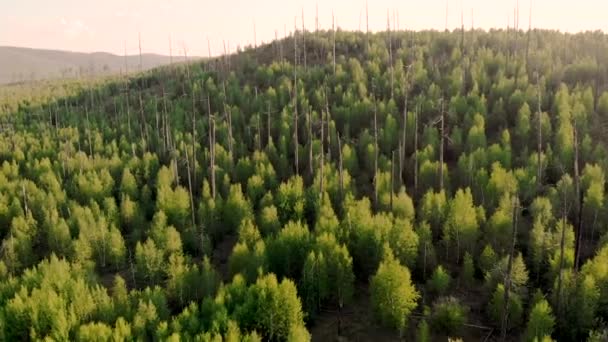 Drone aéreo volando sobre árboles jóvenes que crecen en el sitio de un bosque dañado por el fuego. — Vídeo de stock