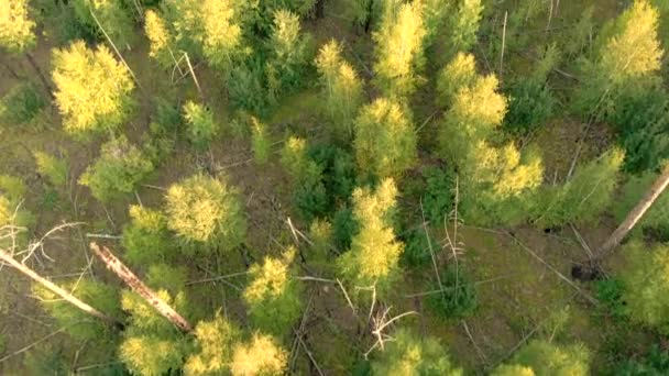 Drohnen fliegen über Folgen eines Waldbrandes. Erholung der Umwelt nach einer Katastrophe. — Stockvideo