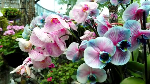 Grande mazzo di orchidea tropicale fiorente blu e rosa nell'aranciere dei fiori. — Video Stock