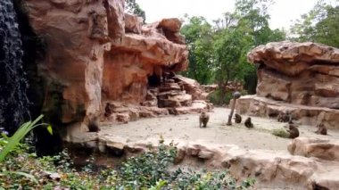 Şirin kahverengi maymun hamadryad açık kayalık bölgede yiyor, yürüyor ve dinleniyor..