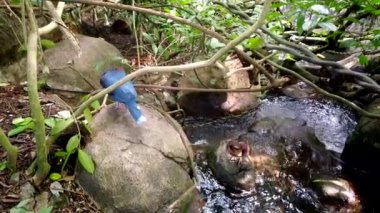 Batı taçlı güvercin ve kahverengi vahşi ördek yıkama ve akarsuda kanatlarını temizleme.