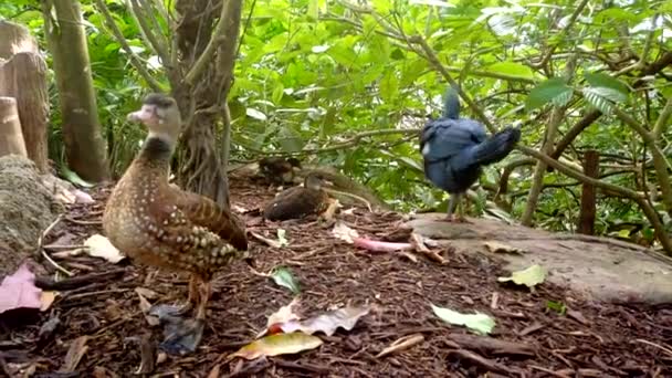 Paloma coronada occidental y pato marrón caminando y descansando en la selva tropical. — Vídeo de stock