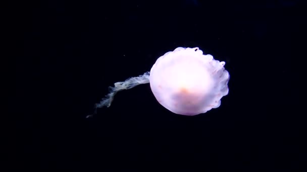 Красиві медузи білого і фіолетового кольорів, що плавають у глибокій під водою . — стокове відео