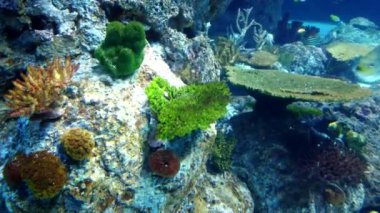 Mercan resiflerinde yüzen egzotik okyanus balığı sarısı, mavi ve beyaz renkler..