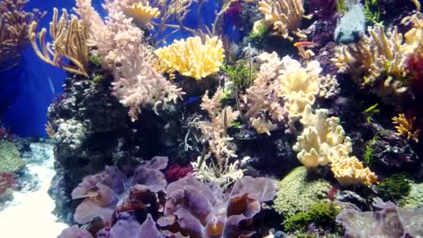 Синяя экзотическая океанская рыба с шипами, плавающими прямо перед камерой. — стоковое видео