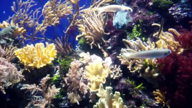 Egzotik aeoliscus strigatus veya ustura balığı ve diğer renkli balıklar..