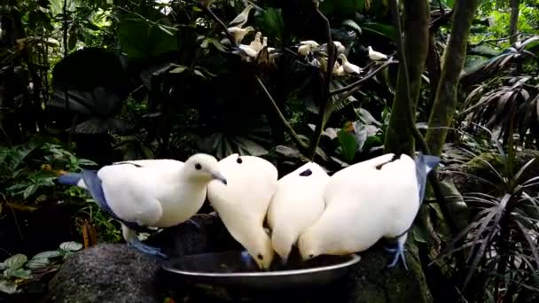 Orman parkında güzel bir güvercini beslemek, yakın plan. Güvercinler beyaz ve mavi renk. — Stok video