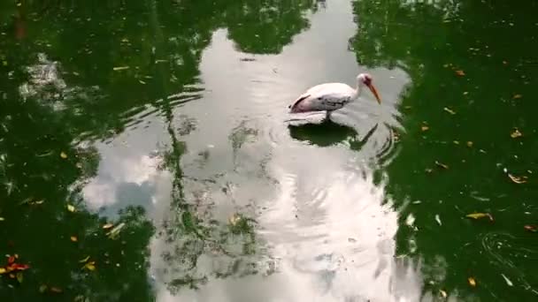 Airone bianco selvatico cammina e caccia pesce in acqua sporca verde in stagno. — Video Stock