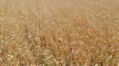 Olgun buğdaylı tarla, ormanlara karşı hafif rüzgarla sallanıyor.