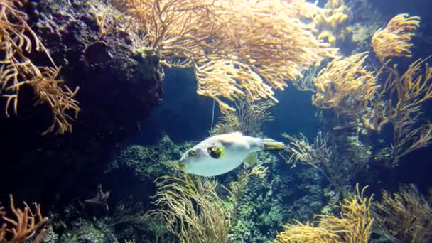 Διάφορα ψάρια και bluespine unicornfish κολυμπούν στο νερό του μεγάλου ενυδρείου. — Αρχείο Βίντεο