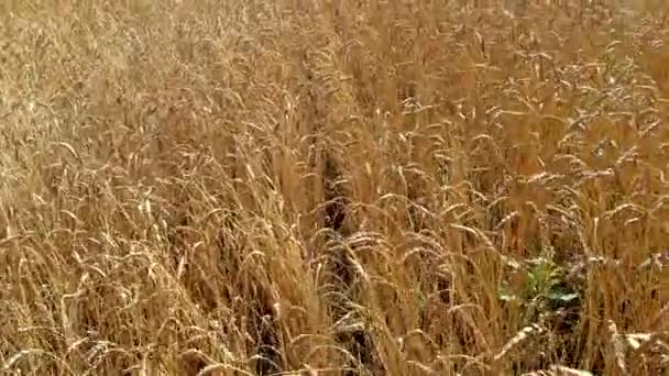 黄色的小麦茎，成熟的耳朵随风飘扬 — 图库视频影像