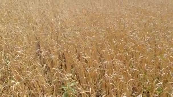Feld mit reifem Weizen wehte bei leichtem Wind gegen Wälder — Stockvideo