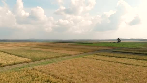 Felder in verschiedenen Farben umgeben Landstraßen — Stockvideo