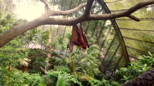 Fluffy pteropus med brun päls och stora vingar hängande på gren av grönt träd. — Stockvideo