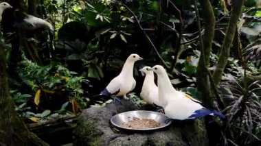 Orman parkında güzel bir güvercini beslemek, yakın plan. Güvercinler beyaz ve mavi renk.