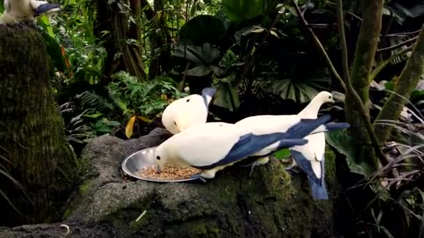 Feeding of beautiful dove in jungle park, closeup. Pigeons white and blue color. — Stock Video