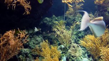Çeşitli balık ve mavi çam tek boynuzlu balıkları büyük akvaryumun sularında yüzerler..