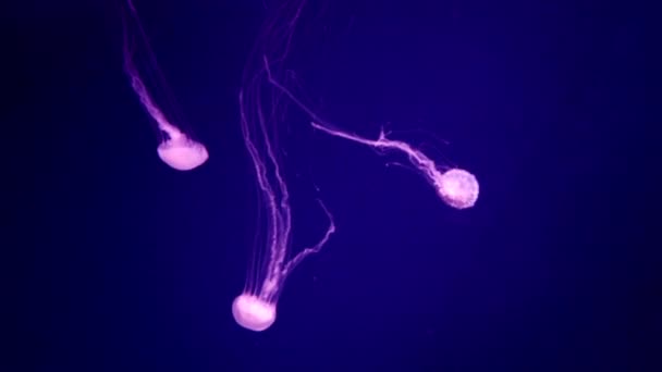 Hermosas medusas de color púrpura y rosa nadando en las profundidades bajo el agua. — Vídeos de Stock